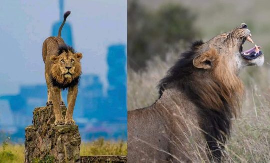 Sirkoi the iconic lion of Nairobi