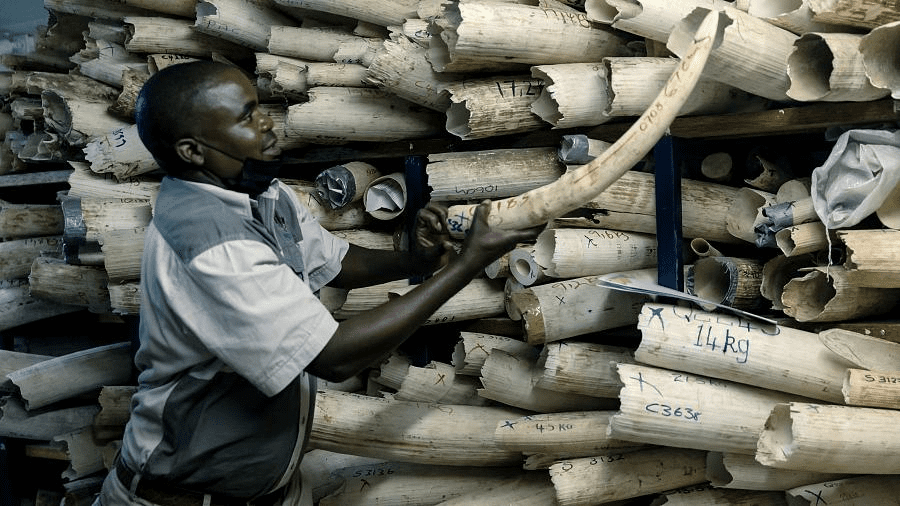 Zimbabwe seeks support from European Union to sell KSh69.6 billion worth of Ivory