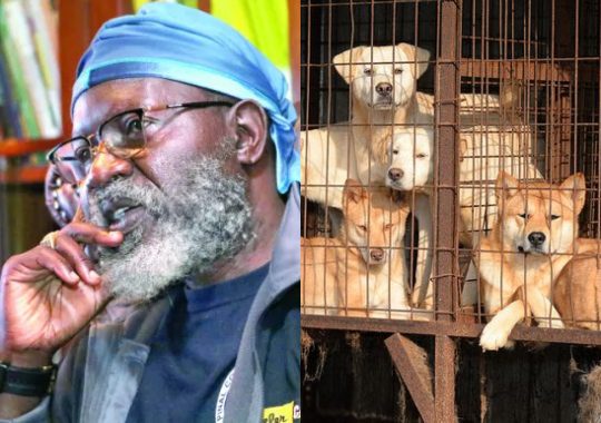 Wajackoyah includes exporting Dog Meat in his Manifesto