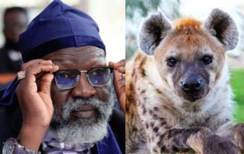 Wajackoyah has no authority over Hyena testicles – Veterinary Practitioners