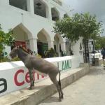 A donkey basks in the sun outside the Huduma centre offices in Lamu island. [Courtesy]