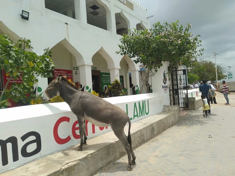A donkey basks in the sun outside the Huduma centre offices in Lamu island. [Courtesy]