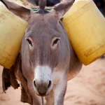 Donkey farmers in the Horn of Africa