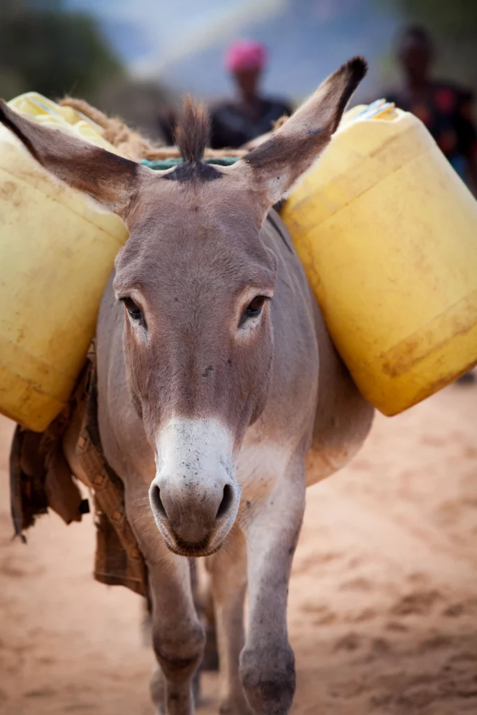 Donkey farmers in the Horn of Africa