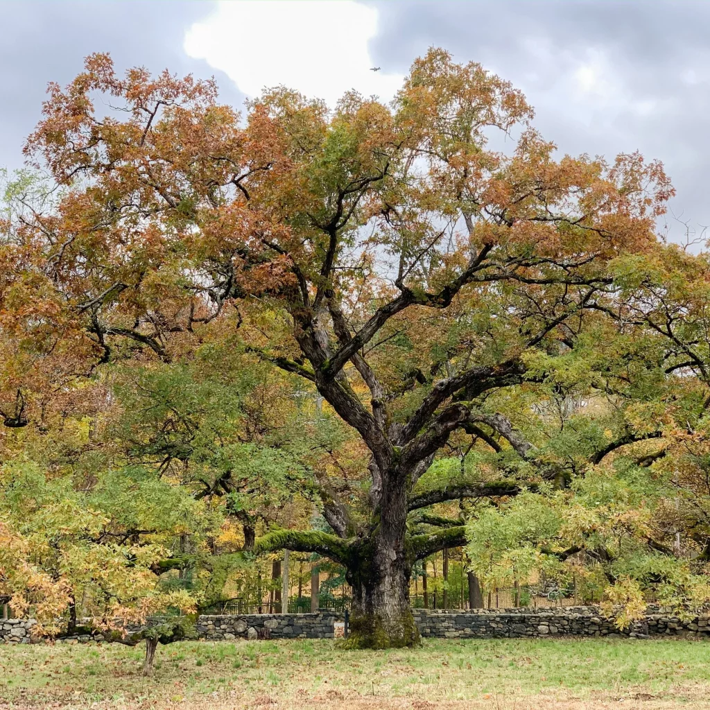 oak tree