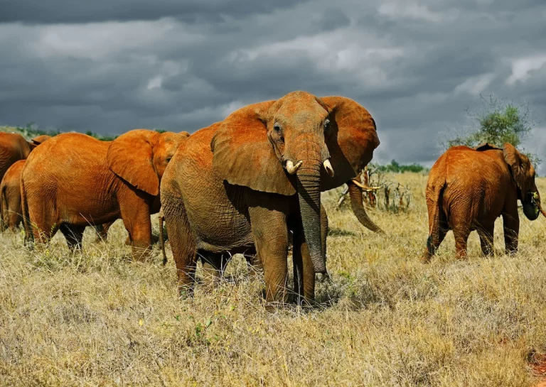 Elephants: The Threatened Species