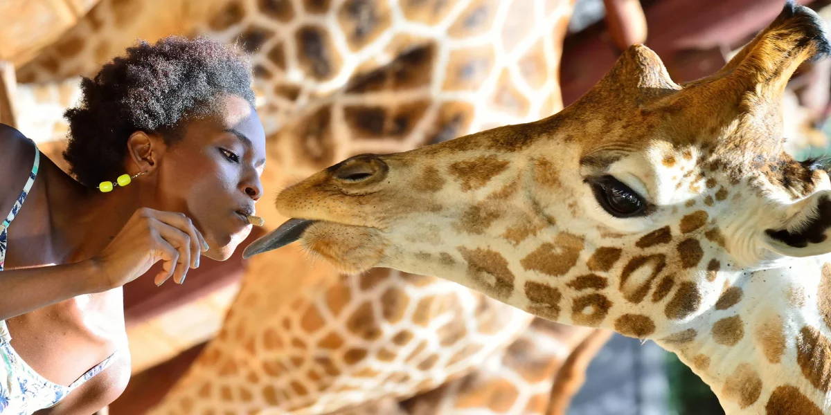 nairobi giraffe