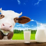 Researchers warn about Milk contamination
