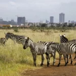 KWS to increase Park entry fees