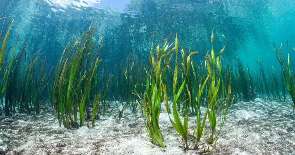 seaweeds