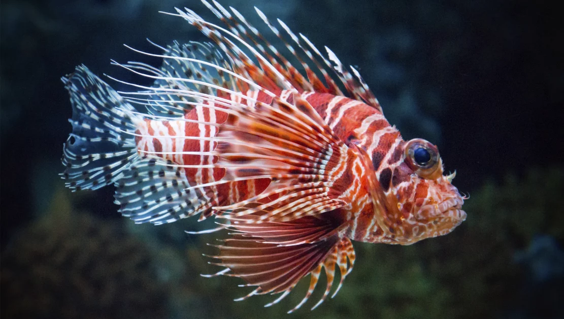 sea lionfish