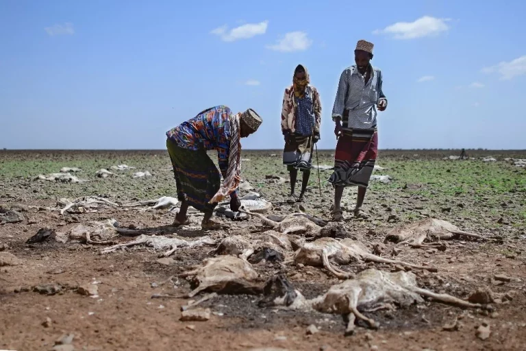 Over 3 million Kenyans face starvation amidst gripping drought