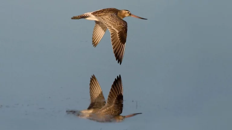 Bar-Tailed Godwit Completes Longest Nonstop Bird Flight