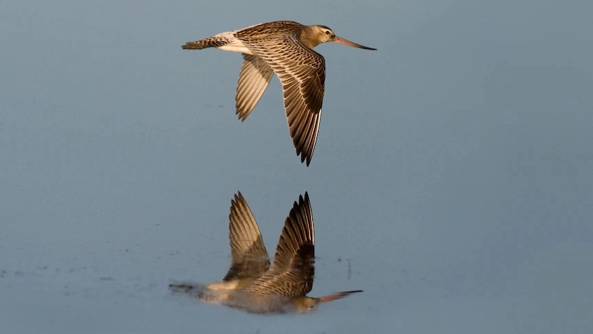 Bar-tailed Godwit