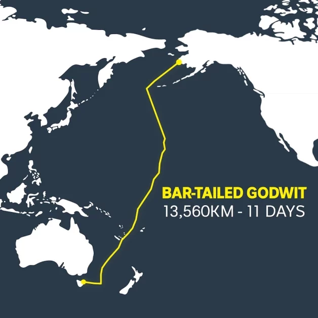 Bar-tailed Godwit breaks record for longest non-stop bird flight (ABC News: Paul Strk)