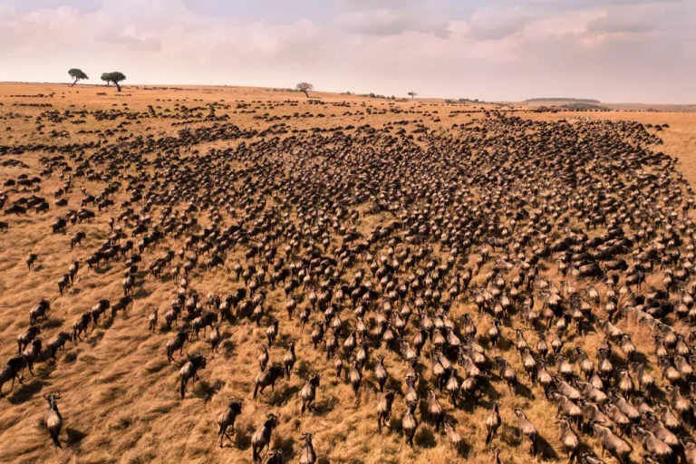 Tourists endanger Wildebeest while crossing Mara River