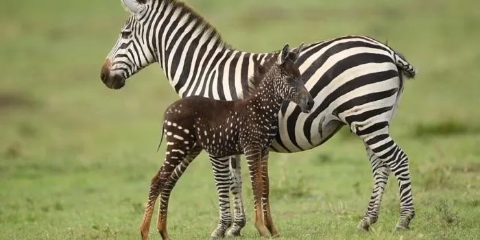 A Polka-doted Zebra Photographed in Kenya Captures Global Attention