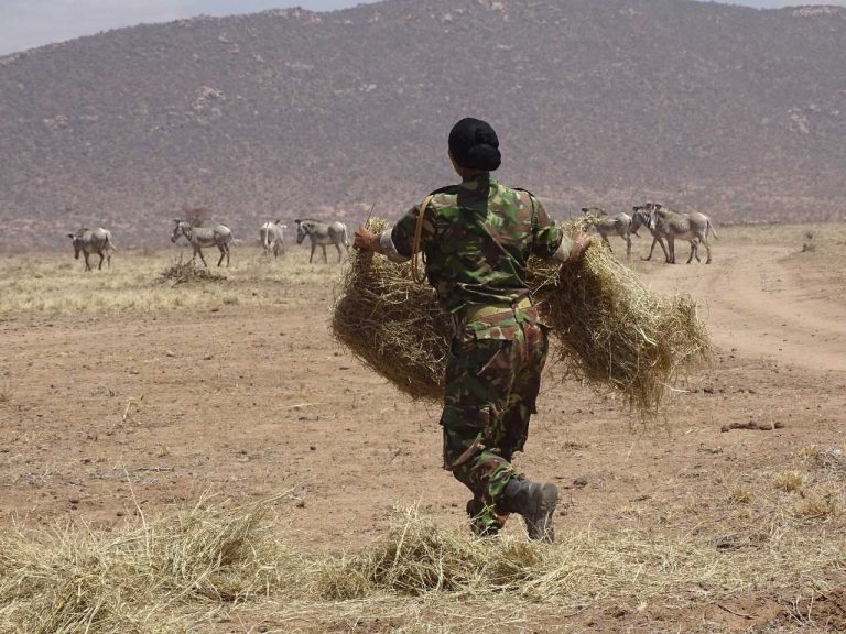 Mt. Kenya becomes the 2nd Worst-Hit Region by Drought