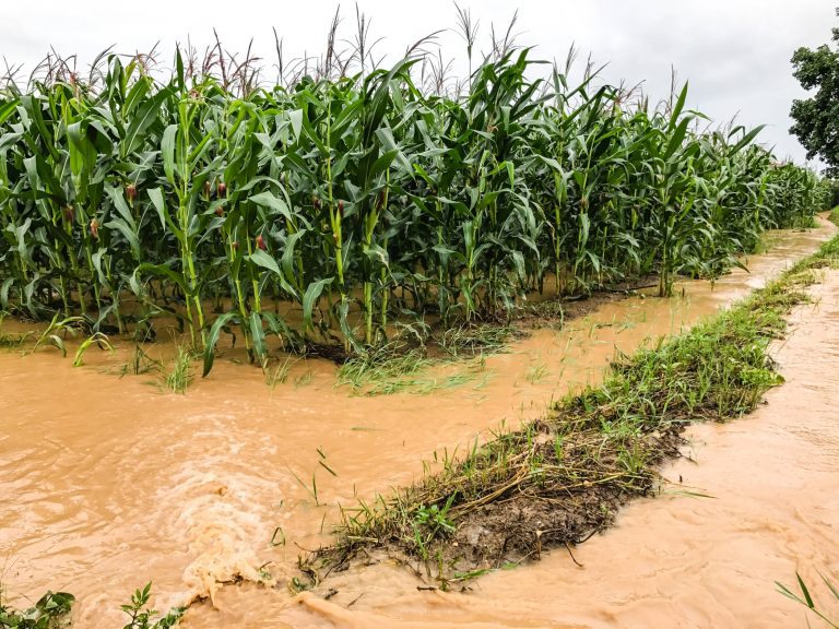 Food Crisis Looms in Nigeria after the Recent Flooding