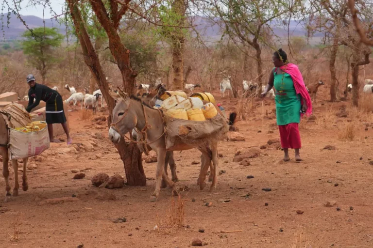 Women Play Significant Role in Surviving Drought-Stricken Kajiado