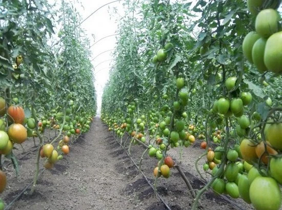 Farmers in Tanzania Are Venturing into Greenhouses