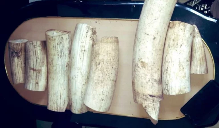 3 Suspects Arrested with Elephant Tusks in Kisumu County