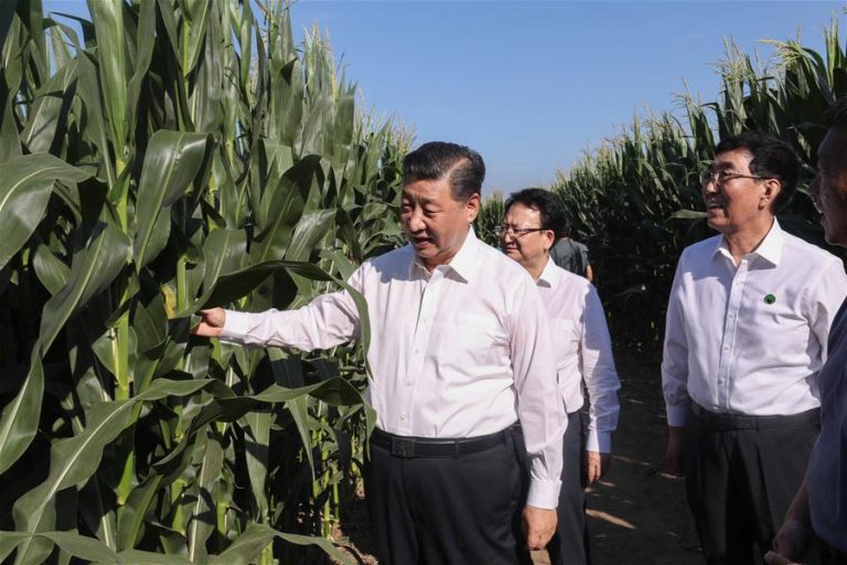 Chinese Scientists Identify Genetic Mechanism in Maize