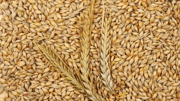 Kenya to Benefit from Grain from Ukraine