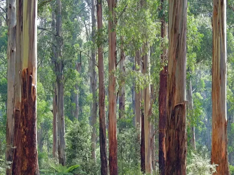 NEMA, Eucalyptus Tree is a Threat to the Environment