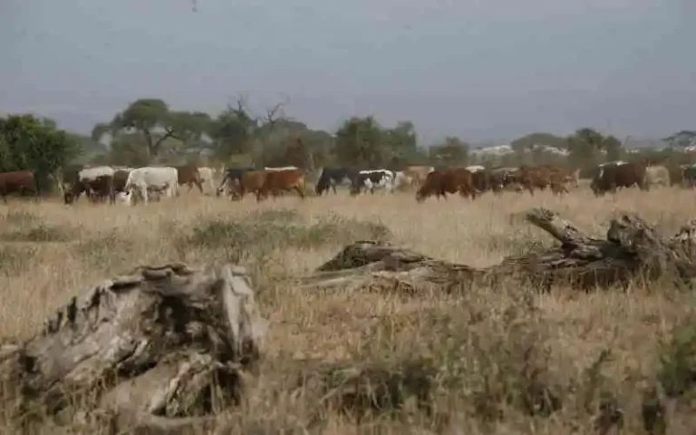 Pastoralists now Seek for Pasture in  KWS Conservancy Parks