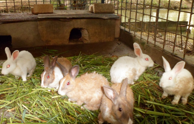 Nigeria governments encourages its citizens to venture in Rabbit farming