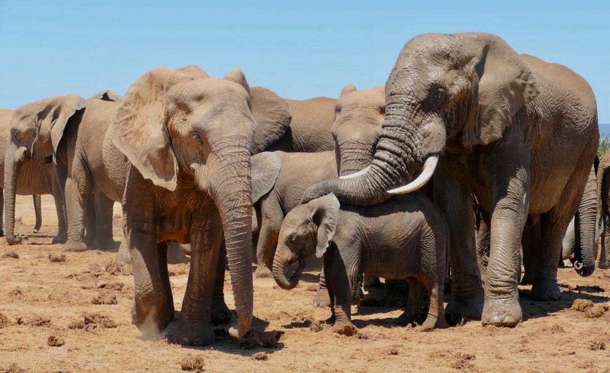 Human-Wildlife Conflict Forces South African Elephants Move to Eswatini.