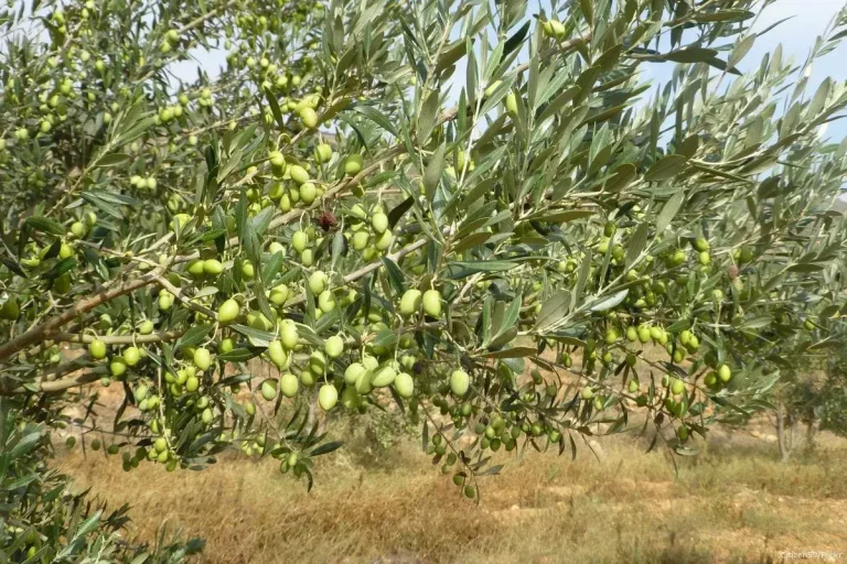 Climate Change Hinders Tunisia’s Olive Oil Production
