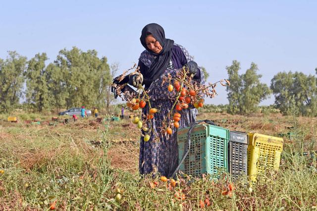 Tunisia Launches Plan to Help Women Adapt to Climate Change.