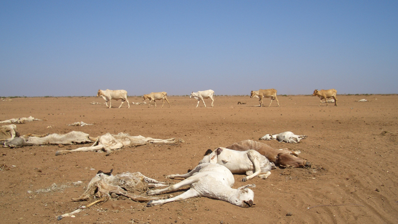 Kenya Receives Donation from USAID Worth Ksh 16B to Curb Drought