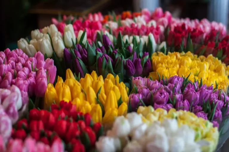 Kenya’s Blossoming Flower Industry Wilts As Costs Rise