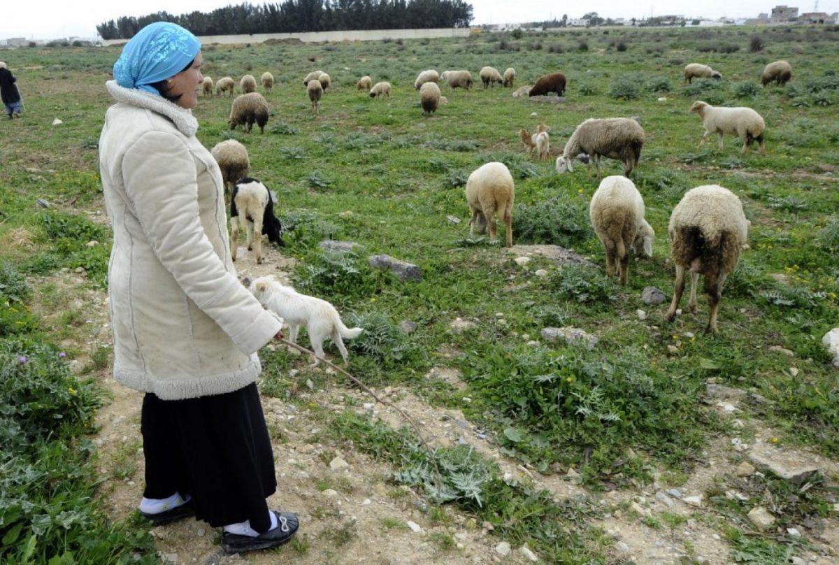 Tunisia Launches Plan to Help Women Adapt to Climate Change.
