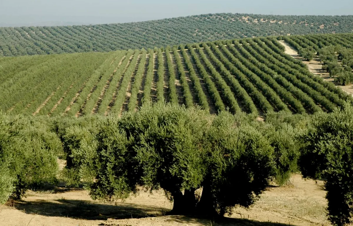 Climate Change Hinders Tunisia's Olive Oil Production