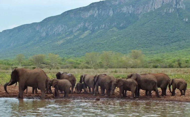 Human-Wildlife Conflict Forces South Africa’s Elephants Out of Country