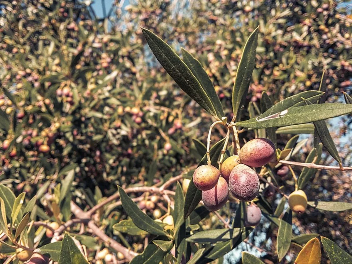 Climate Change Hinders Tunisia's Olive Oil Production
