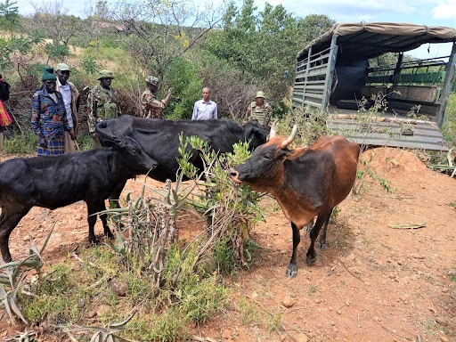 Multi-Agency Security Recovers Stolen Livestock in Baringo
