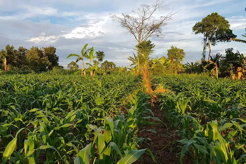 Organic Farming takes Shape in Uganda’s Agriculture