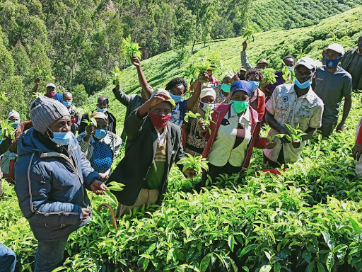 Muranga Tea Farmers Predicting High Tea Production