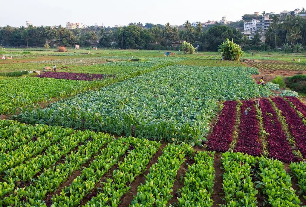 Organic Farming takes Shape in Uganda’s Agriculture