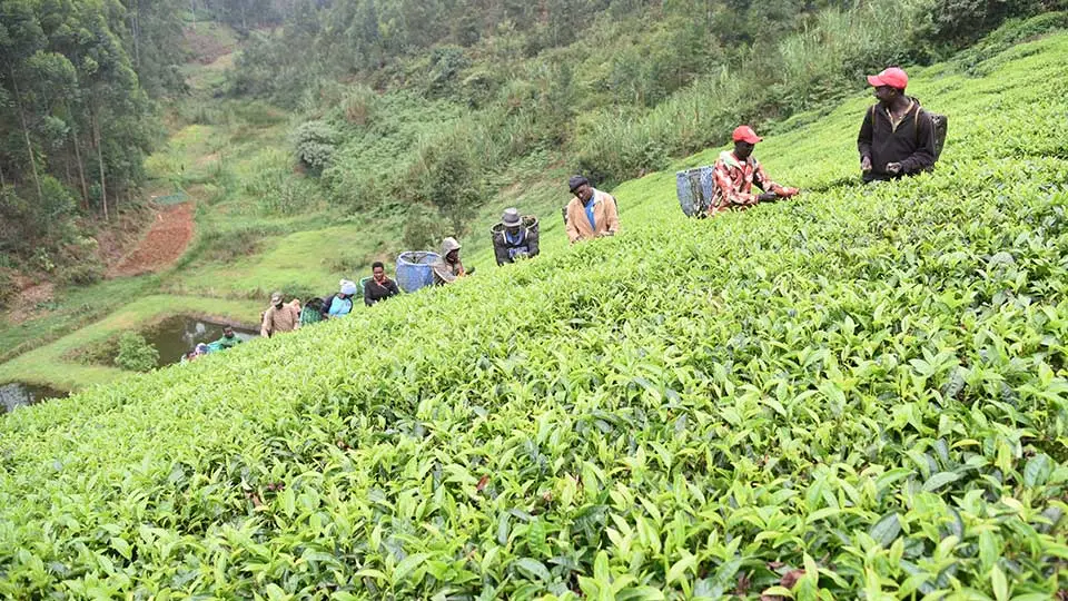 Muranga Tea Farmers Predicting High Tea Production