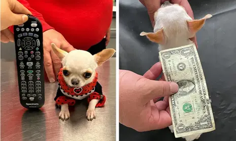 Guinness World Records Announces New Record Holder: Meet Adorable Pearl the Pocket-Sized dog