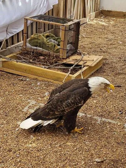 From Rock to Egg: The Heartwarming Journey of Murphy the Eagle