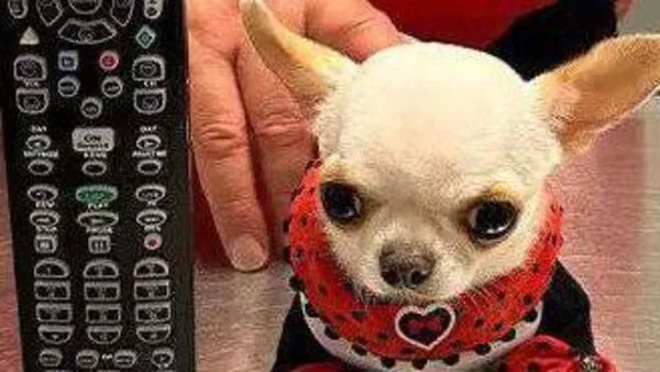 Guinness World Records Announces New Record Holder: Meet Adorable Pearl the Pocket-Sized dog