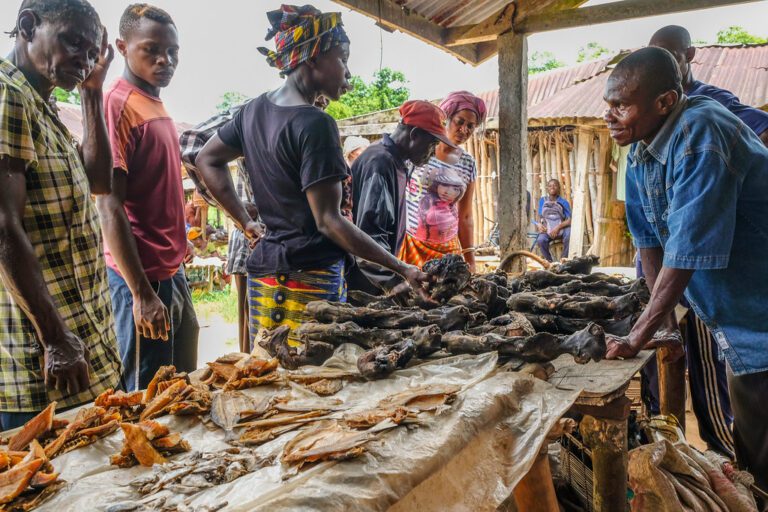 Bush Meat Remains Popular in the Democratic Republic of Congo