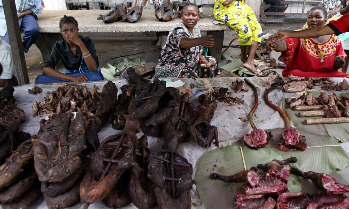 Bush Meat Remains Popular in the Democratic Republic of Congo